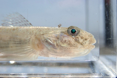 Light-Beige Goby photo 2
