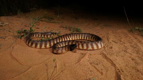 Black-headed Python sighting