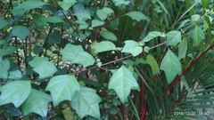 Gmelina philippensis