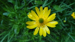 Ranunculus peduncularis