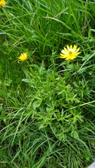 Ranunculus peduncularis