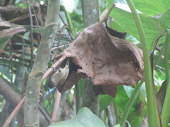 Picumnus exilis pernambucensis