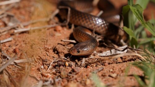 Carpentaria Small-eyed Snake sighting