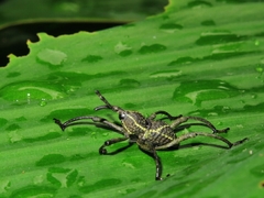 Cryptoderma