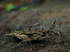 Discotettix kirscheyi