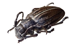 Dorcadion holosericeum