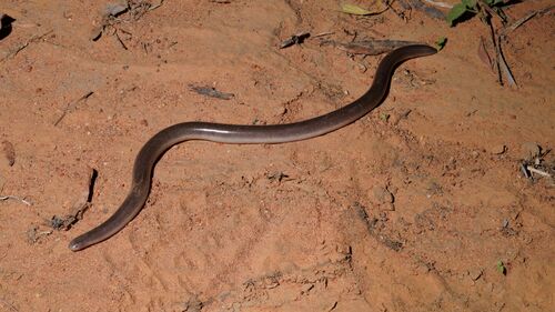 Robust Blind Snake sighting