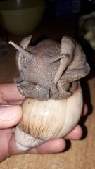 Megalobulimus lorentzianus