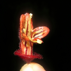 Aeschynanthus tricolor