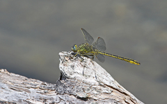 Gomphus pulchellus