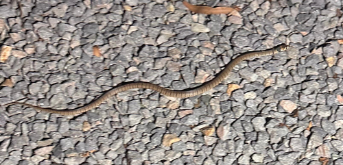 Eastern Brown Snake sighting