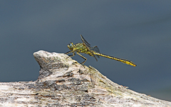 Gomphus pulchellus
