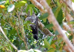 Cynocephalus volans