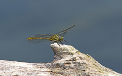 Gomphus pulchellus