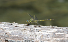 Gomphus pulchellus