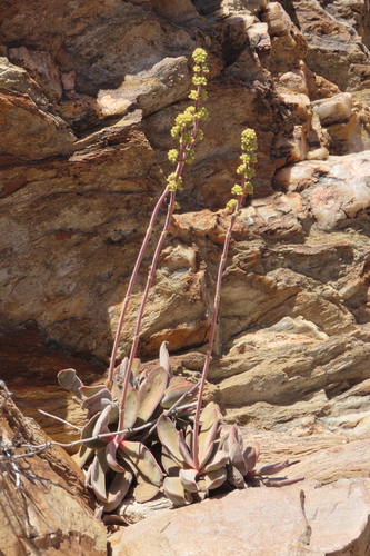 Fat Stonecrop (Crassula cotyledonis)