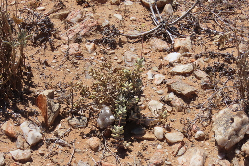 Crassula grisea
