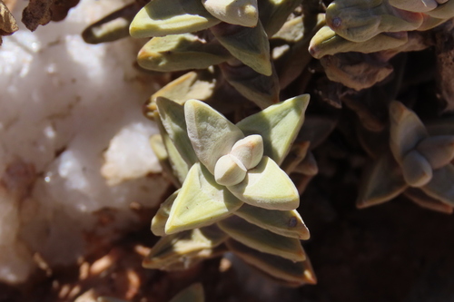 Crassula grisea