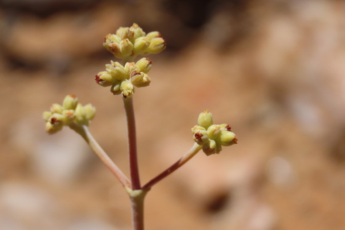 Crassula grisea