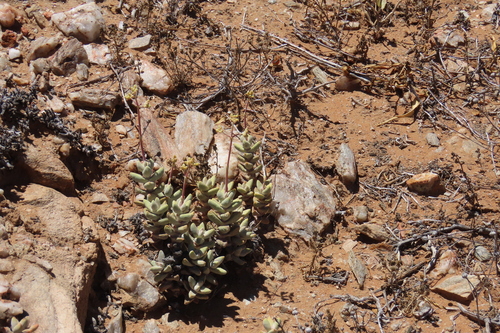 Crassula grisea