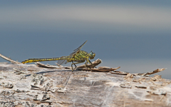 Gomphus pulchellus
