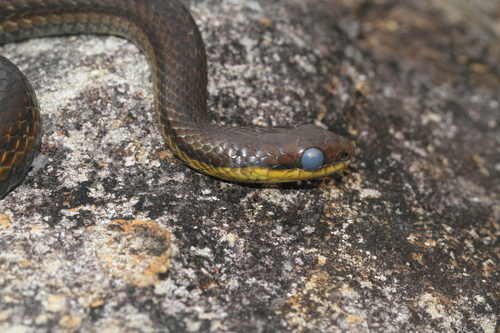 Six-lined Water Snake