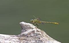 Gomphus pulchellus