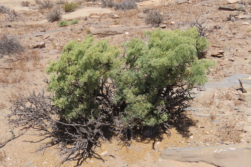 orange twinleaf (Zygophyllum segmentatum)