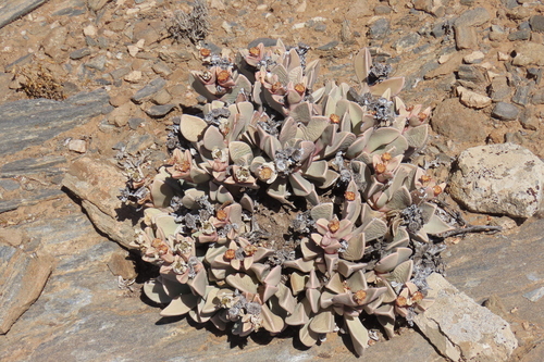Hartmanthus pergamentaceus (L.Bolus) S.A.Hammer 2