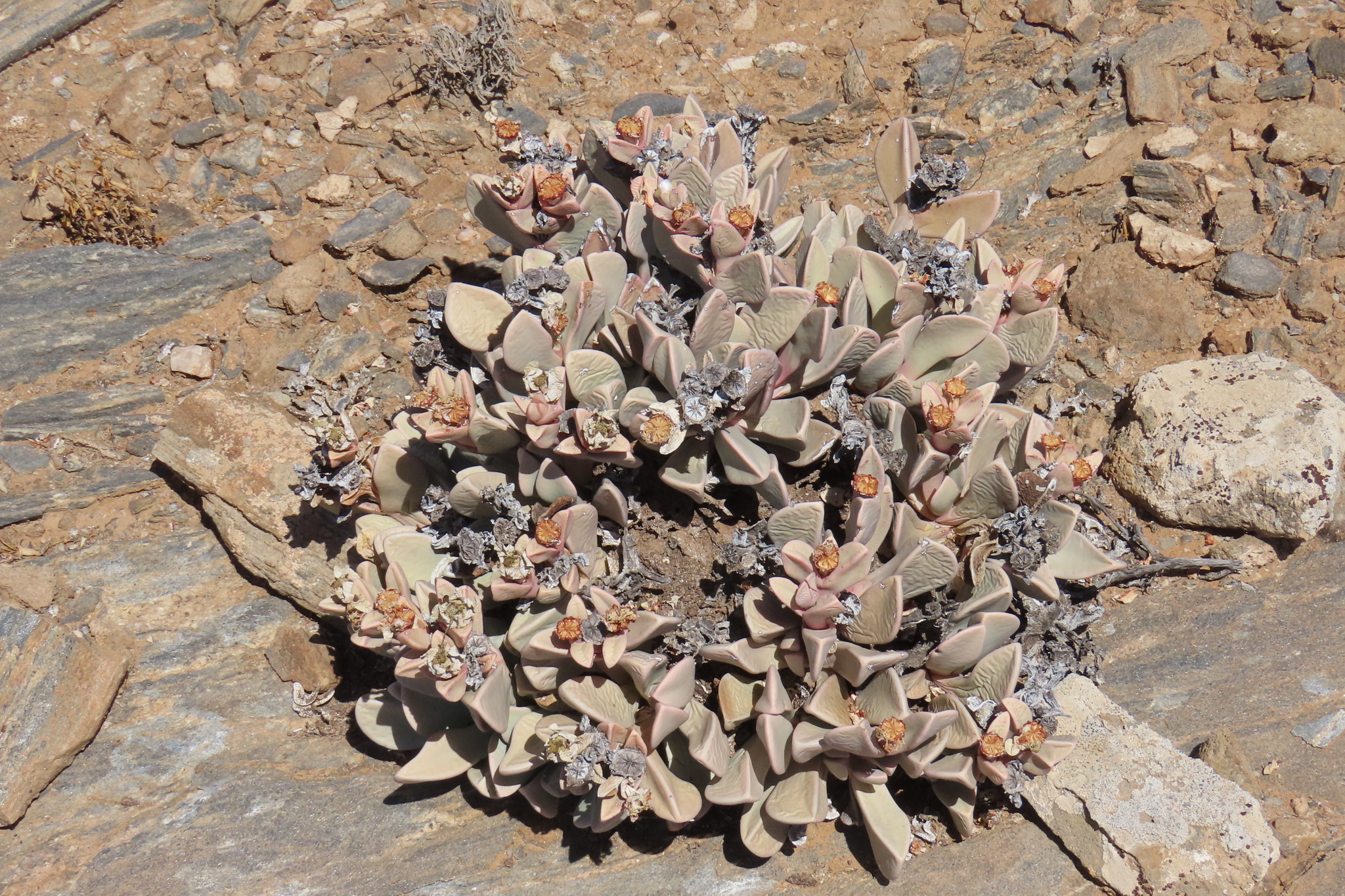 Withering Neatfig (Hartmanthus pergamentaceus)