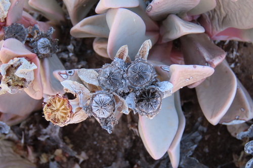 Hartmanthus pergamentaceus (L.Bolus) S.A.Hammer 4