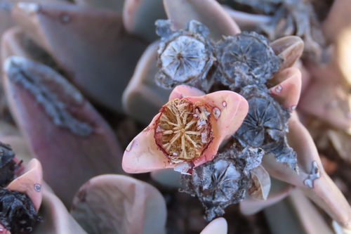 Hartmanthus pergamentaceus (L.Bolus) S.A.Hammer 3