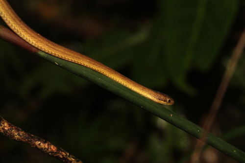 Ranomafana Big-headed Snake