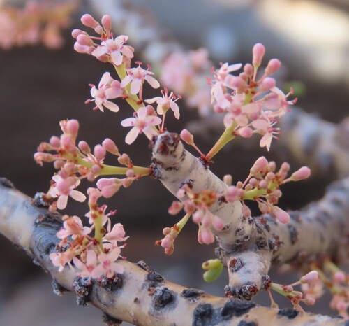 Namaqua Porkbush (Portulacaria namaquensis)