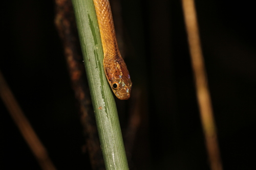 Ranomafana Big-headed Snake
