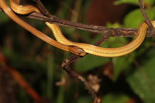 Ranomafana Big-headed Snake