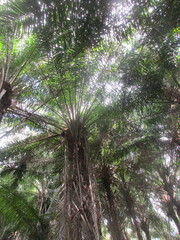 Elaeis guineensis