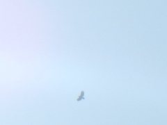 Spilornis cheela