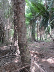 Elaeis guineensis