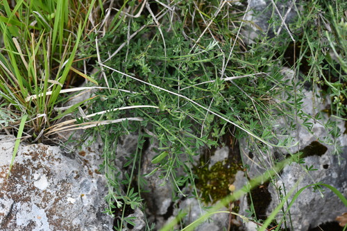 Cytisus ardoinoi (Cytisus ardoinoi)