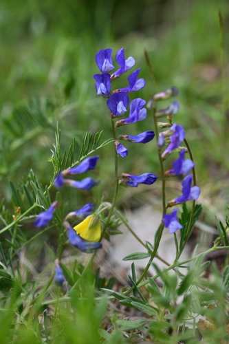 False Sainfoin (Vicia onobrychioides)