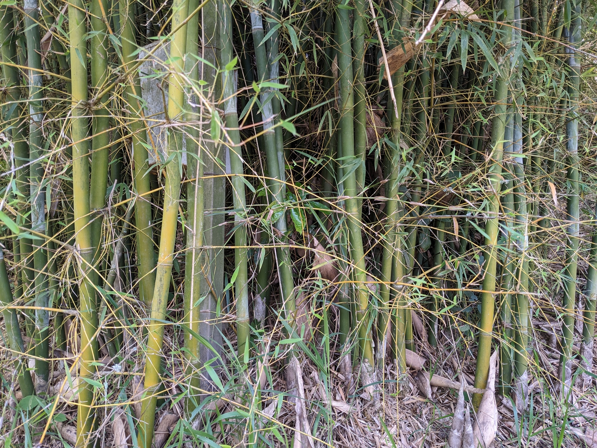 Dendrocalamus membranaceus (Giant Bamboo)