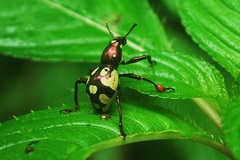 Pachyrhynchus apoensis