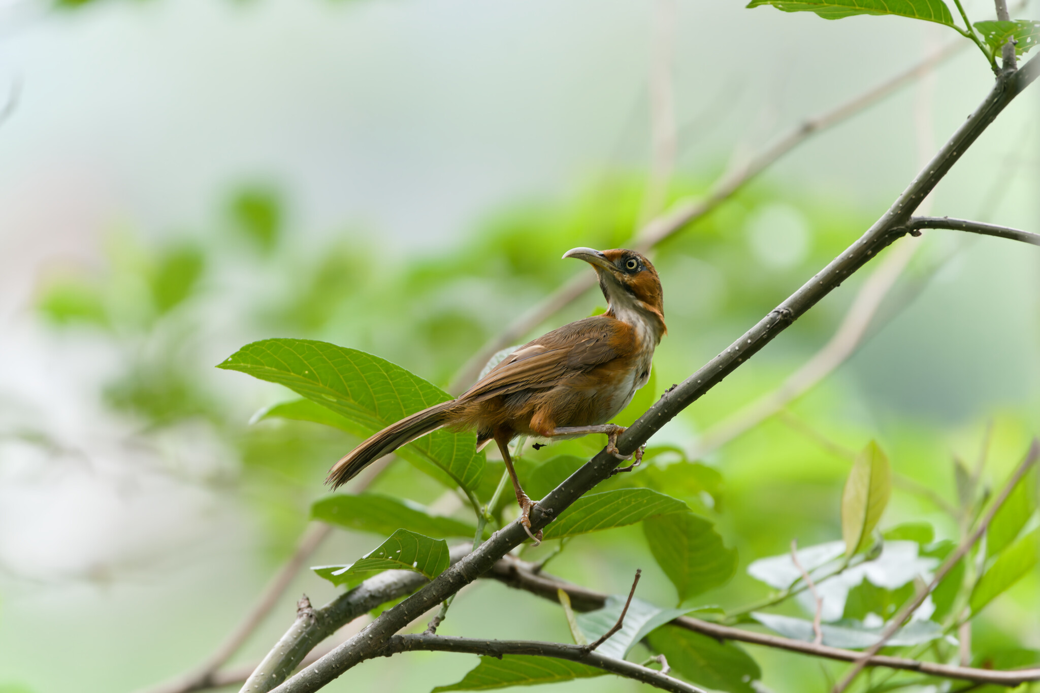 Rusty-cheeked Scimitar-Babbler illustration