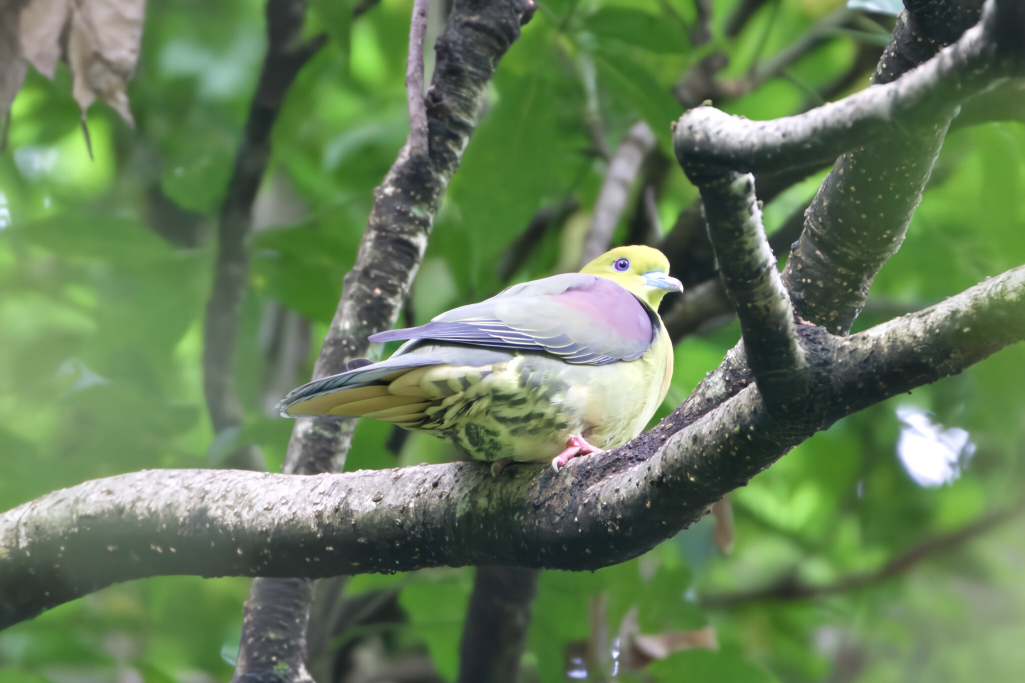 Wedge-tailed Green Pigeon