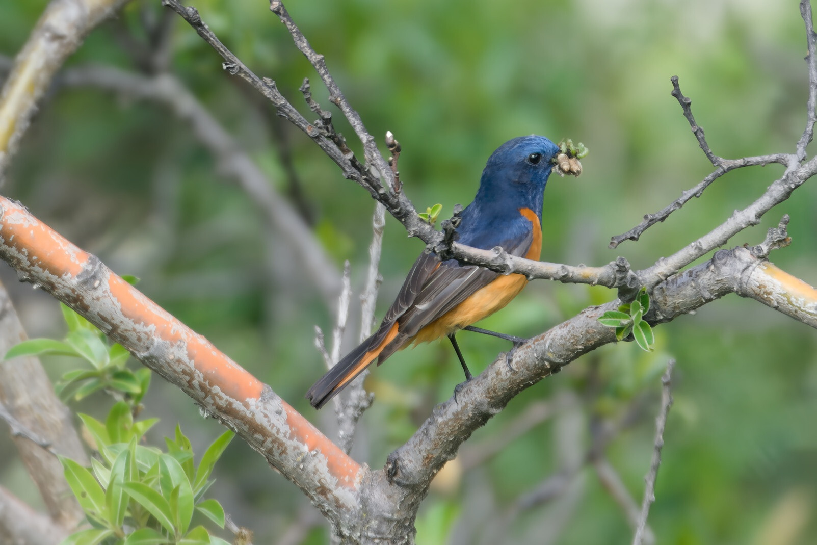 Blue-fronted Redstart