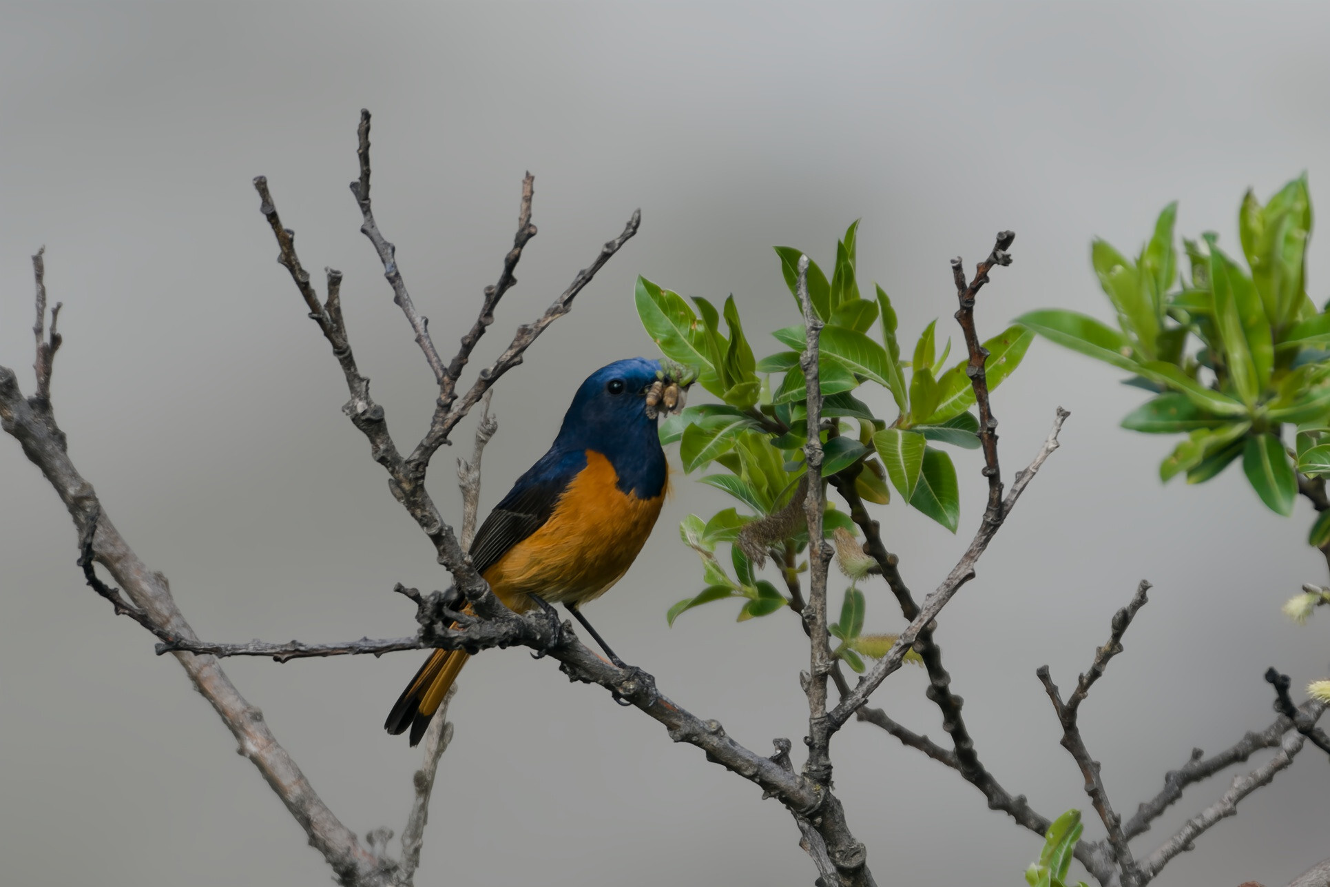Blue-fronted Redstart