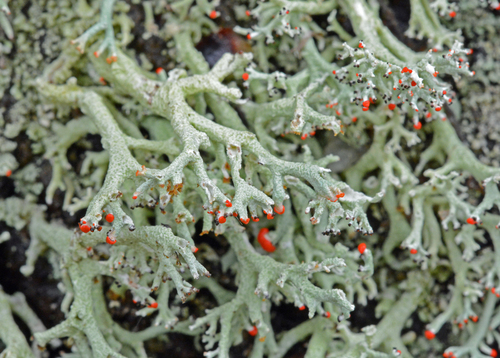 Jester Lichen