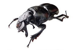 Lethrus apterus
