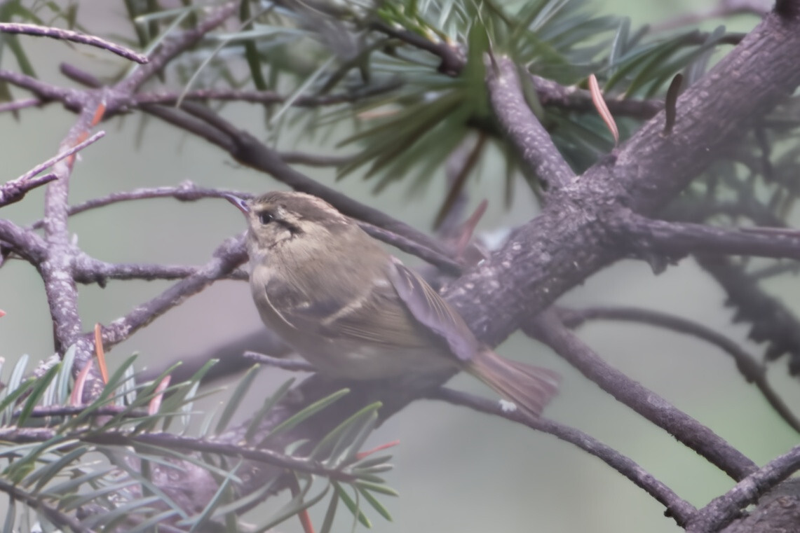 Lemon-rumped Warbler